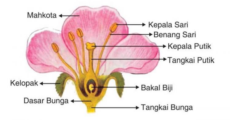 Organ pada Bunga