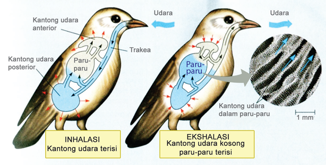 Sistem pernapasan aves (burung)