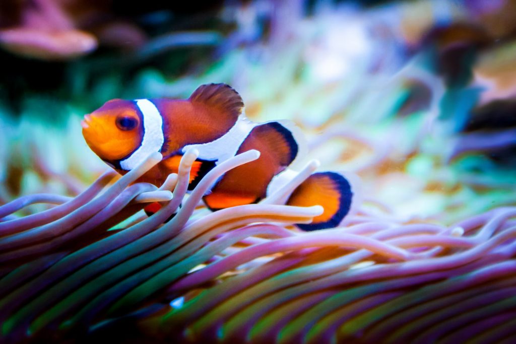 ikan badut dan anemon laut