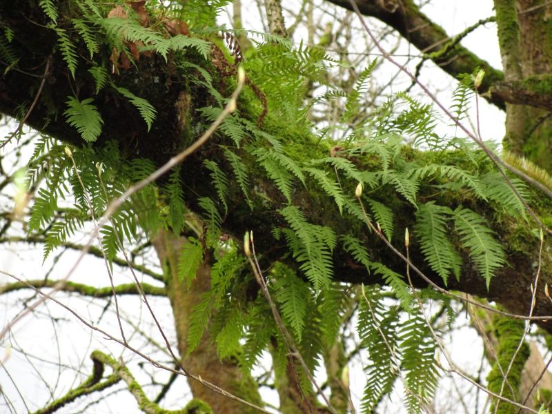 Paku suatu antara pohon simbiosis hubungan rusa bentuk dengan tumbuhan kedondong tanduk merupakan INTERAKSI ANTARA
