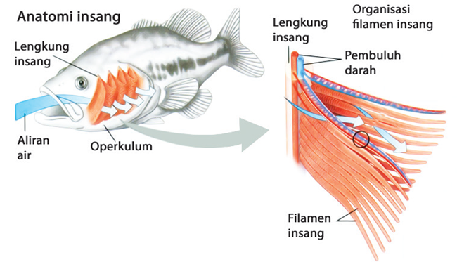 Sistem pernapasan pada ikan