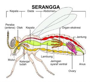 Sistem pernapasan insekta