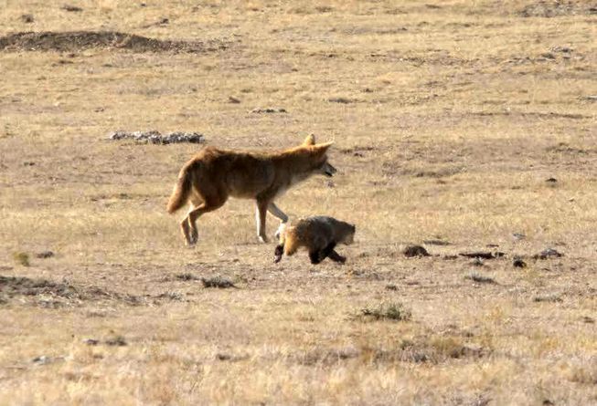 hubungan antara koyote dan badger