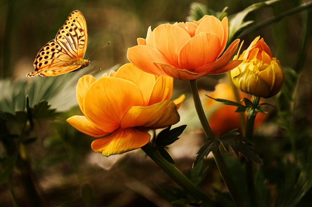 Pola interaksi antara bunga dan lebah adalah simbiosis
