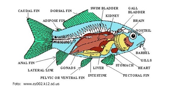 sistem ekskresi pada hewan ikan