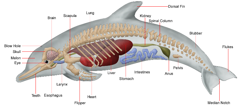 Organ lumba-lumba