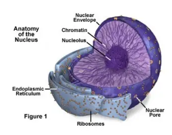 Inti Sel (Nukleus)