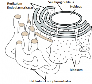 organel sel tumbuhan dan fngsinya