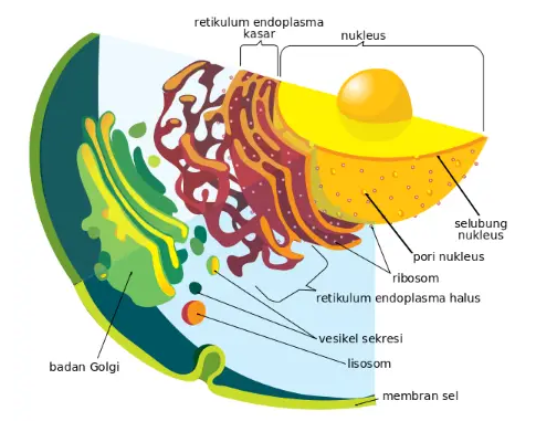 fungsi organel organel sel