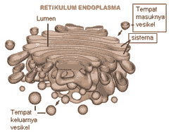 Badan Golgi