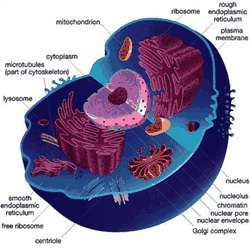 Fungsi organel-organel sel