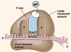 fungsi organel organel sel