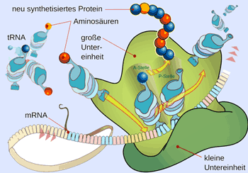 struktur dan fungsi ribosom